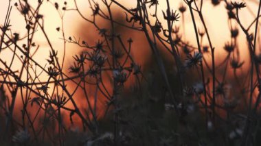 Akşam güneşi çimen