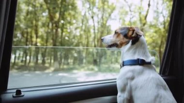 Jack Russell Terrier arabanın açık camından dışarı bakıyor. .