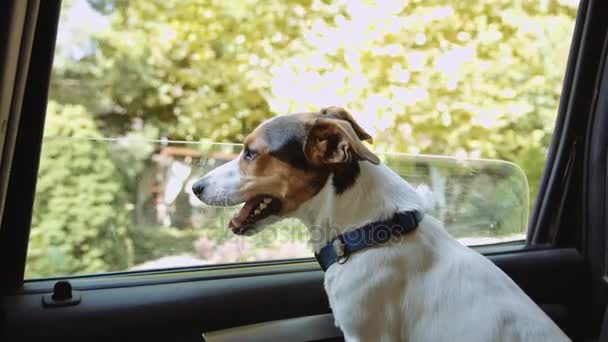 Jack Russell Terrier néz ki a nyitott ablakon az autó . — Stock videók