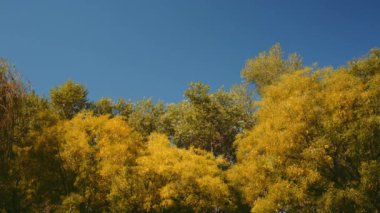 Ağaç yaprak hışırtı rüzgarda