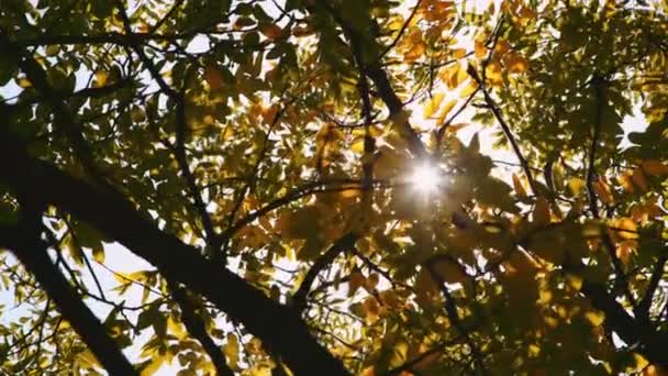 Árbol deja rastrillo en el viento — Vídeo de stock