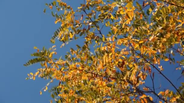 Foglie d'albero Rustle nel vento — Video Stock