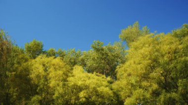 Ağaç yaprak hışırtı rüzgarda