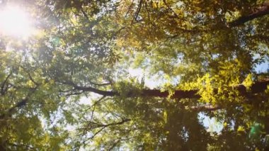 Ağaç yaprak hışırtı rüzgarda