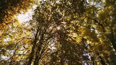 Ağaç yaprak hışırtı rüzgarda