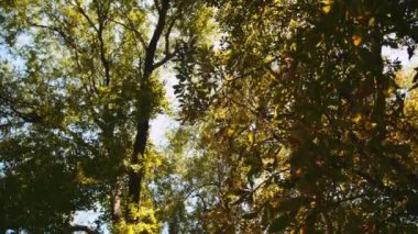 Ağaç yaprak hışırtı rüzgarda