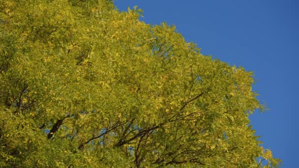 Дерево листя землетрусу на вітрі — стокове відео