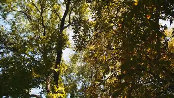 Дерево оставляет ржавчину на ветру — стоковое видео