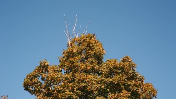 Le bruissement des feuilles des arbres dans le vent — Video
