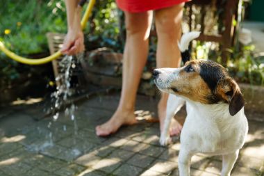 Kadın banyo köpek dış