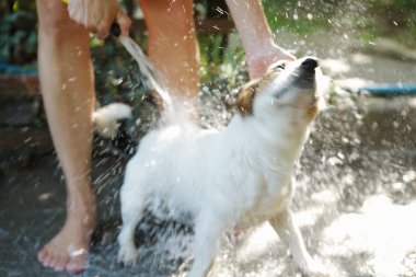 Kadın banyo köpek dış