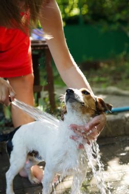 Kadın banyo köpek dış