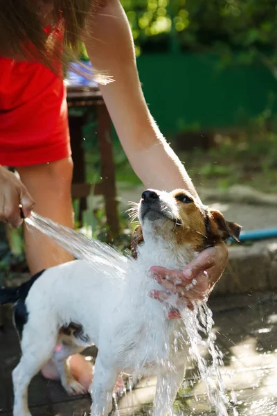 Kobieta kąpiel psa poza — Zdjęcie stockowe