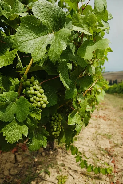 Weinberg mit grünen Trauben — Stockfoto