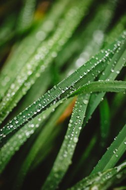 Taze kalın çim çiy damlaları