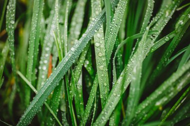 Taze kalın çim çiy damlaları