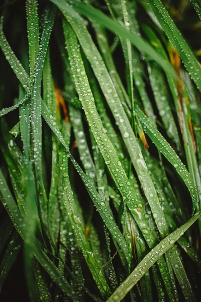 Taze kalın çim çiy damlaları