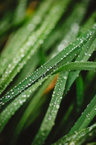 Taze kalın çim çiy damlaları