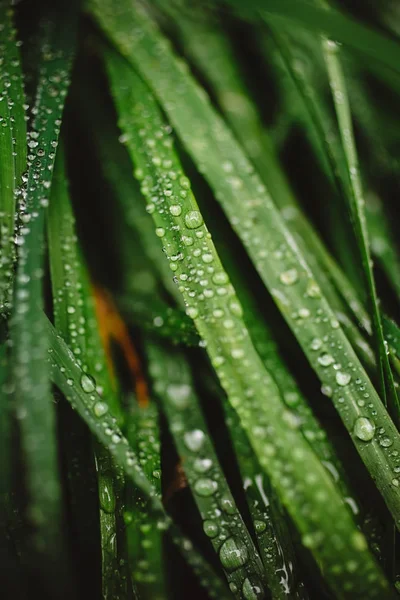 Taze kalın çim çiy damlaları