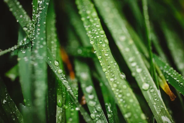 Taze kalın çim çiy damlaları