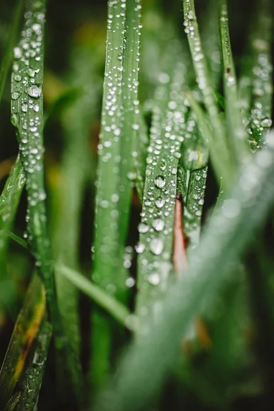 Taze kalın çim çiy damlaları