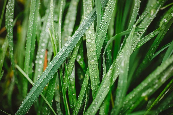 Taze kalın çim çiy damlaları