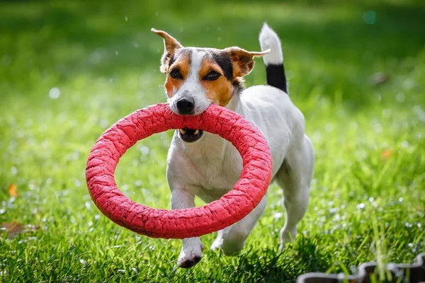 Jack Russell Terrier corriendo witn juguete — Foto de Stock