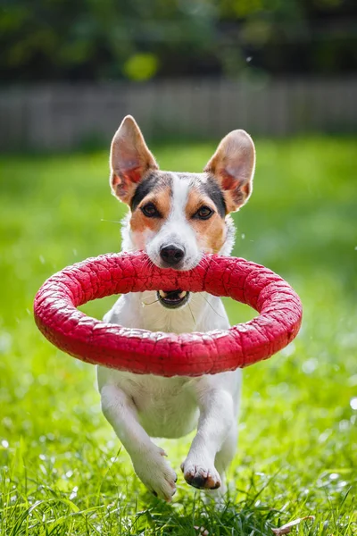 Jack Russell Terrier läuft mit Spielzeug — Stockfoto