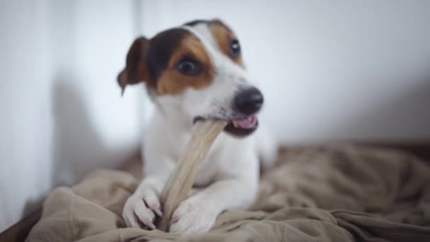 Dog lying on floor and gnaw bone. — Stock Video