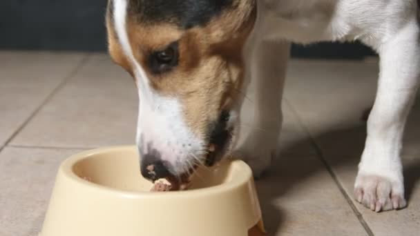 Hongerige hond eten van voeding kom. — Stockvideo