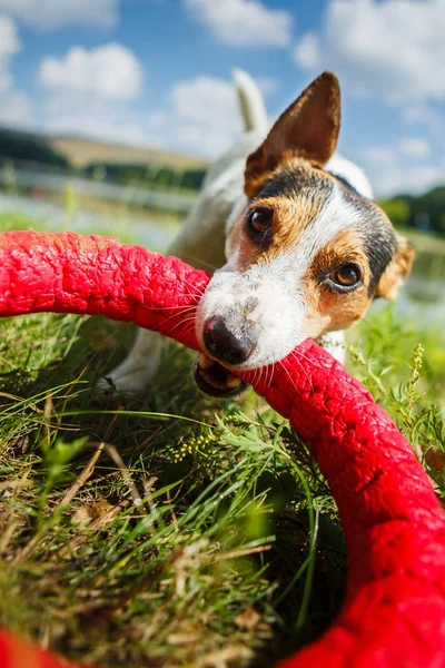 Feliz perro jugando con el anillo de juguete — Foto de Stock