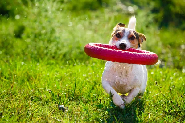Feliz perro jugando con el anillo de juguete — Foto de Stock