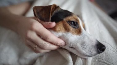 Metresi köpek fondles