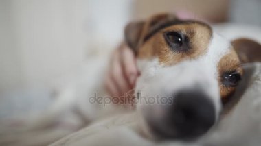 Metresi köpek fondles