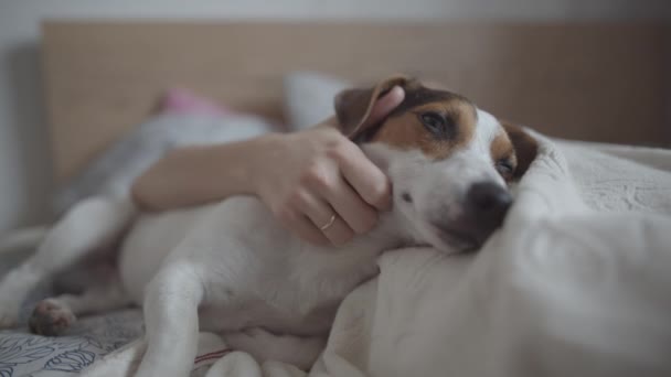 Meesteres strelt de hond — Stockvideo