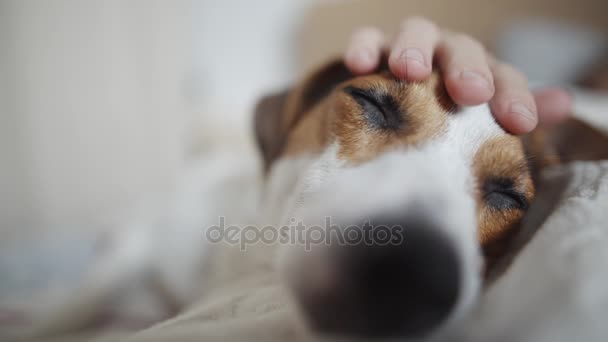 La señora acaricia al perro — Vídeos de Stock