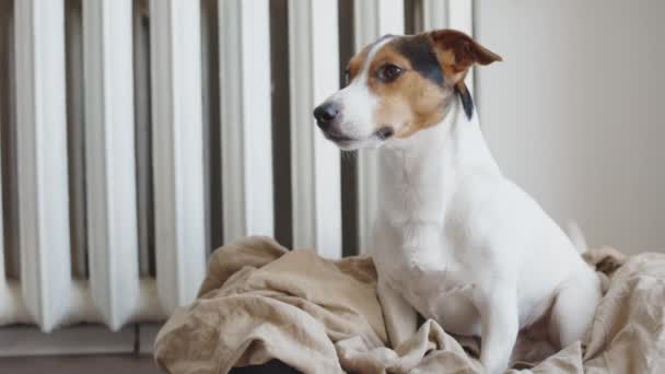 Śliczne Jack Russell Terrier na jego miejsce. — Wideo stockowe