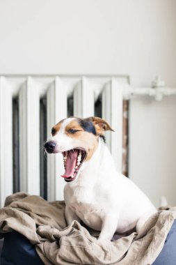 Onun yerine üzerinde şirin Jack Russell Terrier.