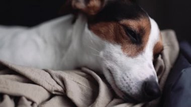 Küçük köpek doğurmak Jack Russell Terrier evinde bırakır