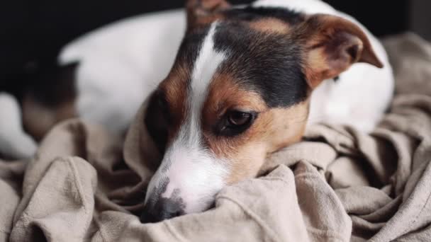 Kleiner Hunderasse der Jack Russell Terrier liegt auf seinem Platz — Stockvideo