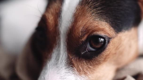 Anjing kecil berkembang biak yang Jack Russell Terrier meletakkan di tempatnya — Stok Video