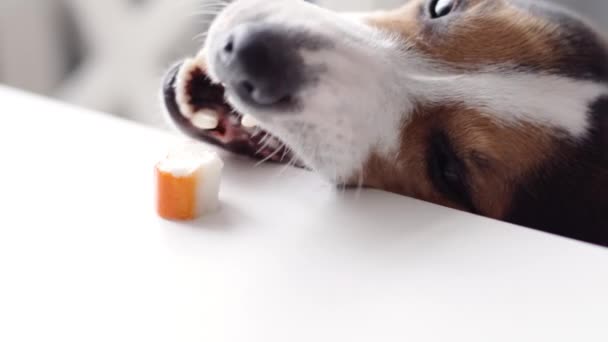 Hund stjäl mat från tabell — Stockvideo