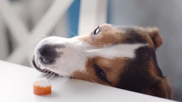 Perro roba comida de la mesa — Vídeo de stock