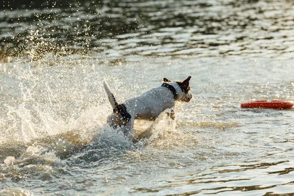 समुद्र के पानी में चलने वाला कुत्ता — स्टॉक फ़ोटो, इमेज