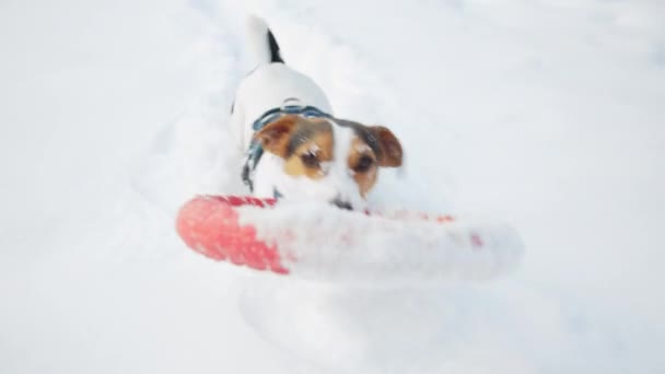 Jack Russell köpek mutlu bir şekilde açık havada beyaz taze karda oynarken — Stok video