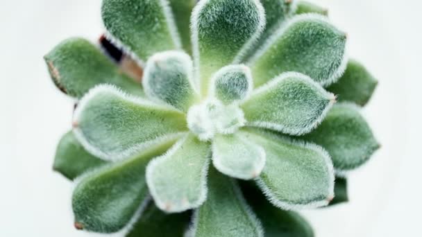 Суккулентное растение зелёного алоэ — стоковое видео