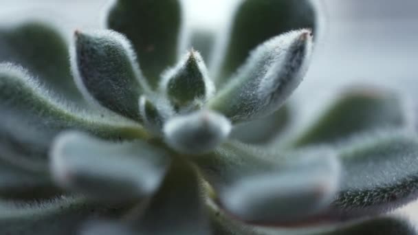 Green aloe succulent plant — Stock Video