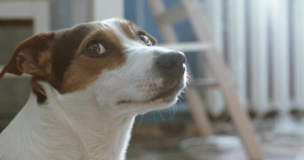 Jack Russell Terrier pose des onlays sur sa place — Video