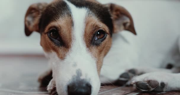 Jack Russell Terrier pose des onlays sur sa place — Video
