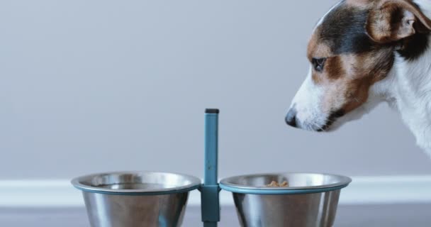 Собака їсть з чаші — стокове відео